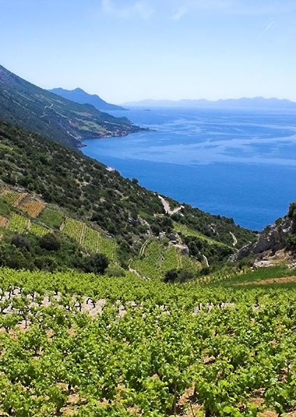 enjoy a wine tour of Pelješac Peninsula with a home-cooked lunch