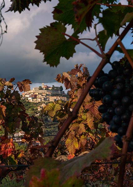 Motovun, Istria - wine tour of Croatia
